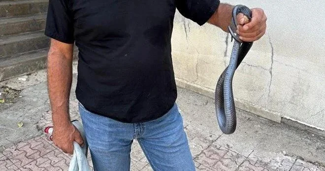 Tualetə qara ilan girdi: Təbii mühitə buraxıldı