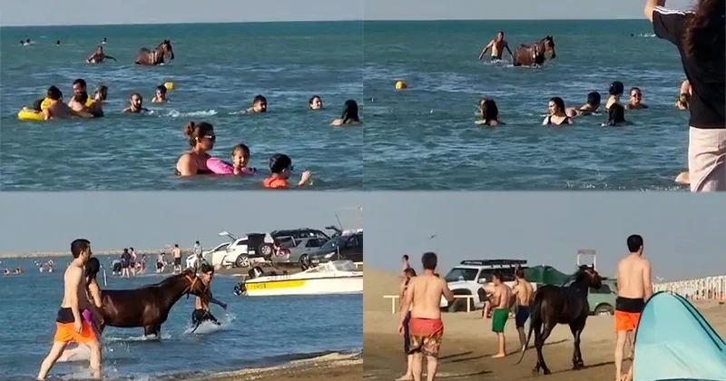 Pirşağı çimərliyində atla dənizə girən şəxs MƏSULİYYƏTƏ CƏLB OLUNDU