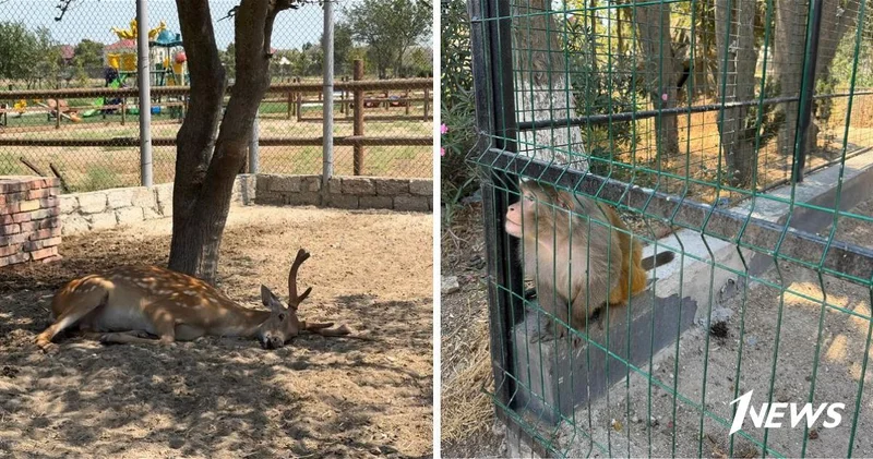 Незаконно содержавшиеся в The Farm животные получили шанс на новую жизнь ФОТО