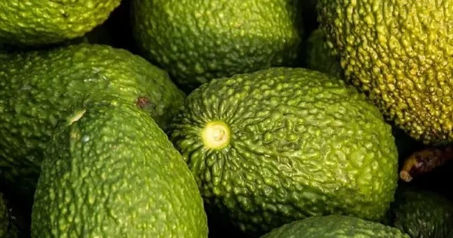 Axşam avokado yemək sağlamlığa faydalı imiş