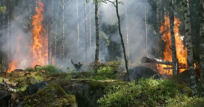 Пожар в Шамкирском районе