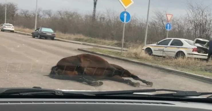 Goranboyda yük maşını atı vurub öldürdü