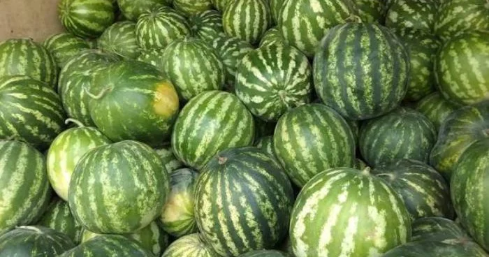 Qarpızın qiyməti niyə bahalaşır? AÇIQLAMA