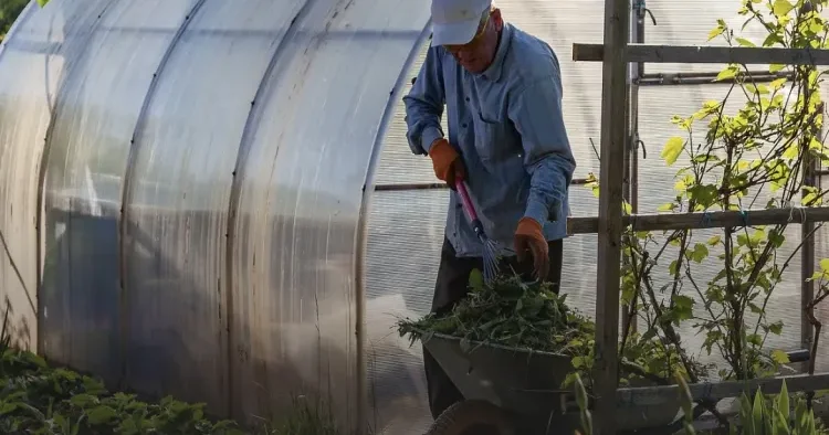 Alaq otlarını bu üsulla məhv etmək olar Bağbandan tövsiyə