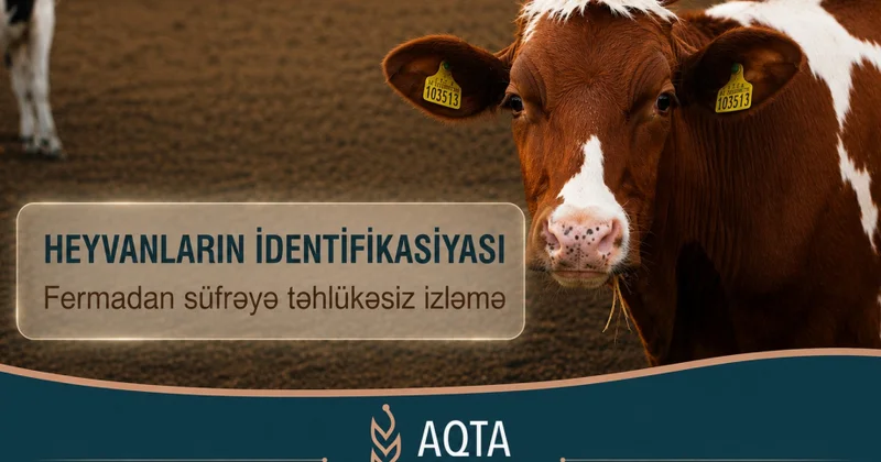 Heyvanların identifikasiyası: Fermadan süfrəyə təhlükəsiz izləmə