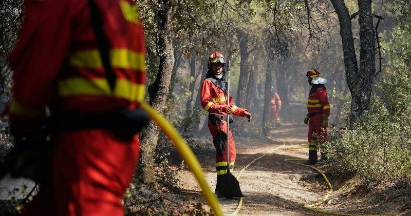 İspaniyada meşə yanğınlarından əziyyət çəkən heyvanlara yardım aksiyası başlanılıb