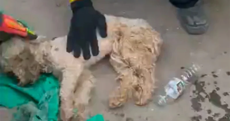 Buna möcüzə demək olar... Video