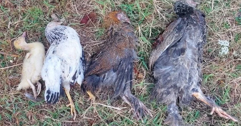 Cənubda ev quşları kütləvi tələf olur təhlükəli virus yayılır?