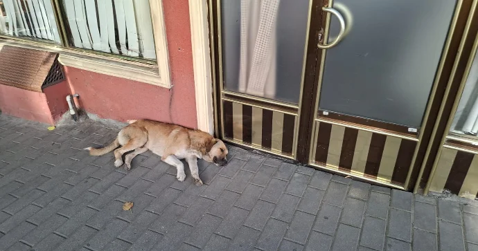 Gündüz fənərlə gəzən şəkililər FOTOLAR