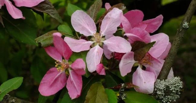 Yüngül ətirli çiçəkli xərçəng (Malus floribunda) fəsillə birlikdə rəng dəyişdirən zərif dekorativ ağaclardan biridir Video