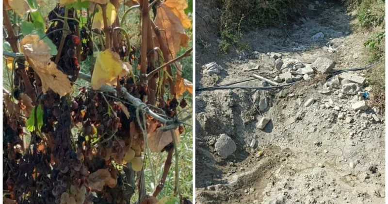Şəkinin üzümçülük kəndində quraqlıq Deputat deyir ki...