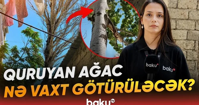 Bakıxanovda nəhəng ağac hər an faciəyə səbəb ola bilər