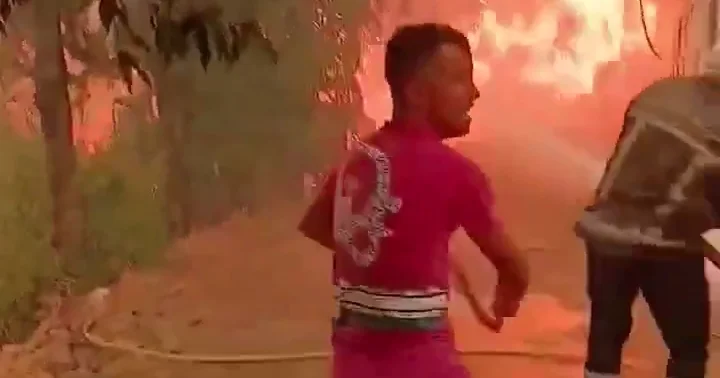 Алжир охватила новая волна масштабных лесных пожаров ВИДЕО