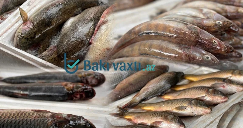 Alıcı balığın vannada üzdüyünü görüb soruşur ki, təzədir? Balıq bazarından REPORTAJ