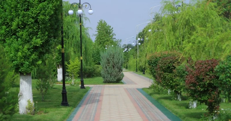 Şəhərdə ağacların sayı niyə vacibdir?