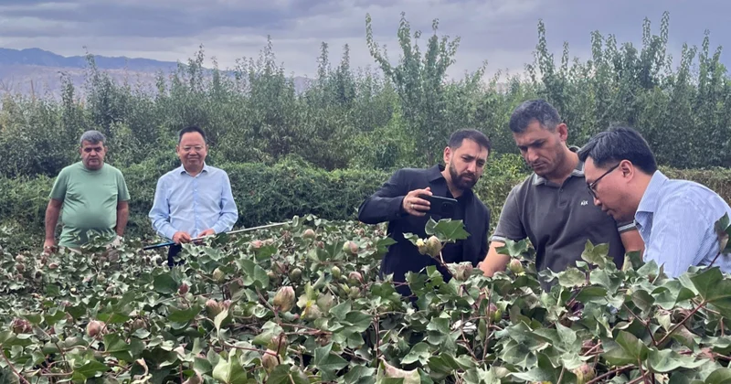 Azərbaycan nümayəndə heyəti Çində pambıqçılıqda innovativ əkin və avtomatlaşdırılmış yığım texnologiyaları ilə tanış olub