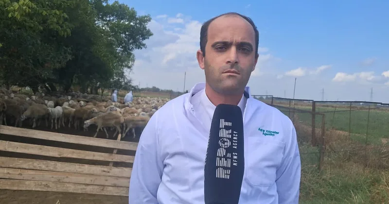 В Агджабединском районе от ящура вакцинируют 290 тыс. животных