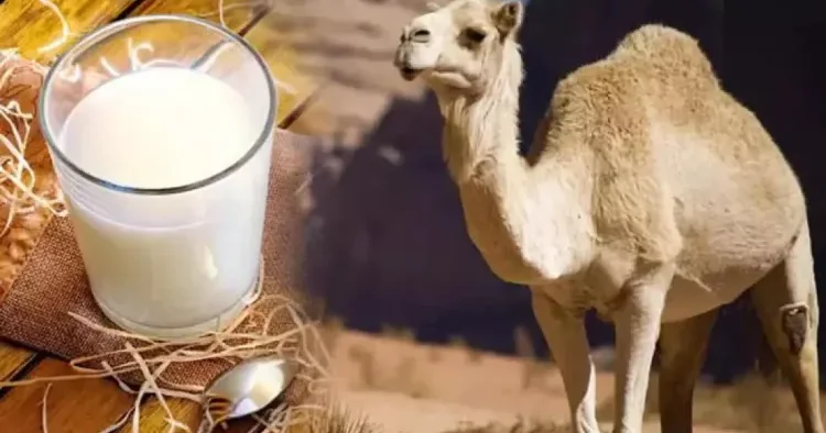 Dəvə südünün faydası ilə bağlı yeni ARAŞDIRMA