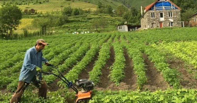 Bazarlarda bu məhsul bol olacaq Fermerlər məhsuldarlıqdan razıdır VİDEO