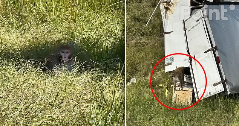 В США сбежали лабораторные обезьяны