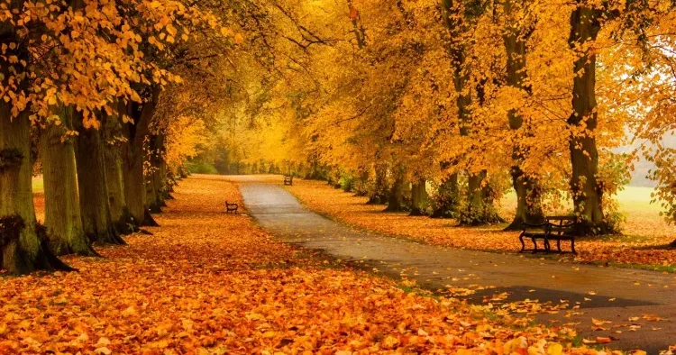 Payızda yerli turistlər Azərbaycanın hansı rayonlarına axın edirlər? AÇIQLAMA