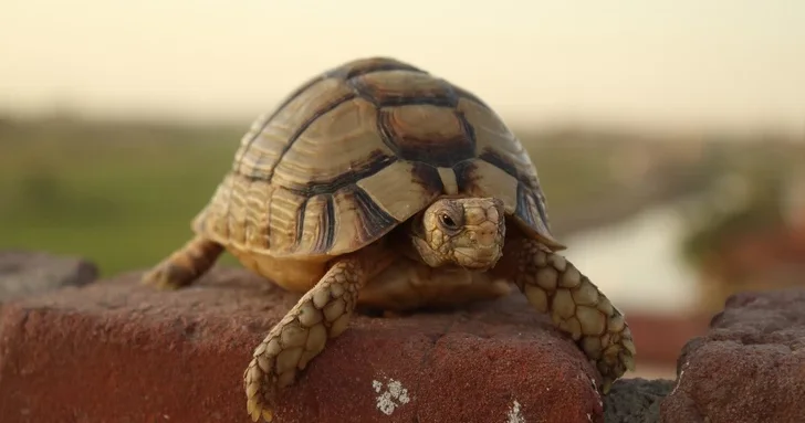 В США из зоопарка украли черепах, находящихся под угрозой исчезновения