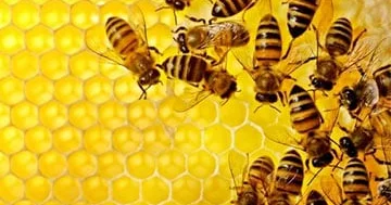 Arıların “saray çevrilişləri” barədə eşitmisinizmi..?