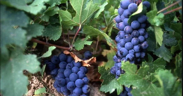 Qədim dövrlərdən bəri mərasimlər və şənliklərin əvəzolunmaz içkisi şərab necə hazırlanırdı? Video