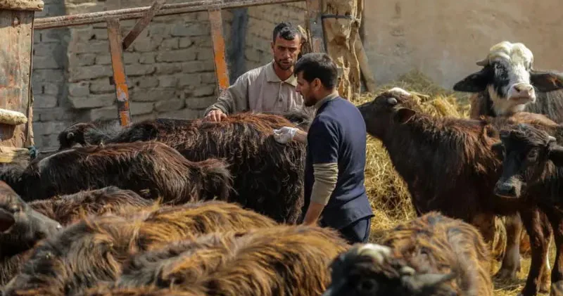 Fermer dabaq xəstəliyinin yayılmasına görə Kənd Təsərrüfatı Nazirliyini günahlandırdı