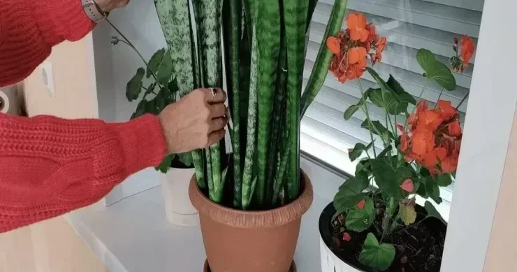 Kif və tozu aradan qaldırır: Bu otaq bitkisi evinizdəki havanı təmizləyəcək