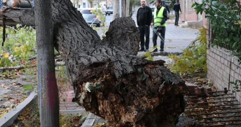 Gəncədə güclü külək iri gövdəli ağacı küçəyə aşırdı FOTO KONKRET