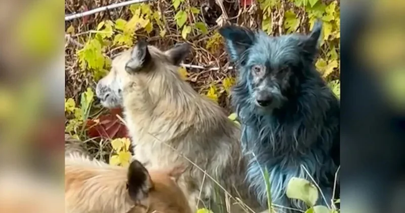 Çernobılda nə baş verir? Mavi rəngə dönən itlər alimləri də təəccübləndirdi