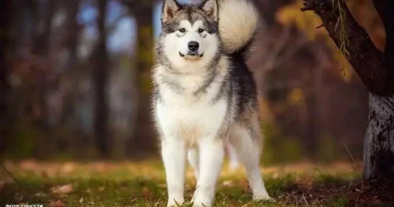 İt 2 aylıq körpəni dişləyib öldürdü