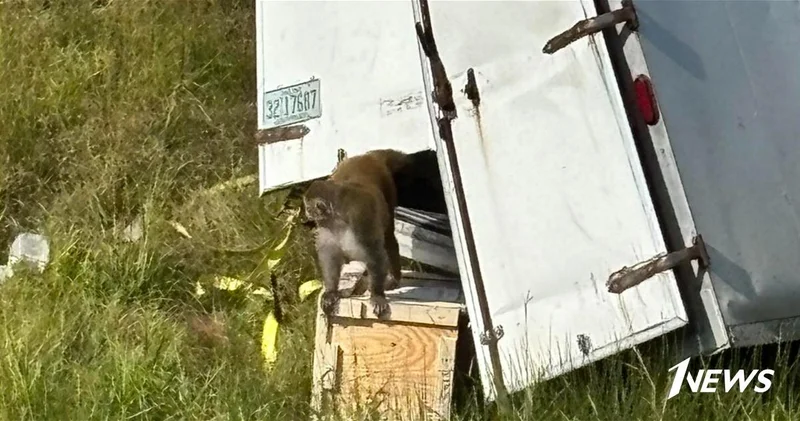 Зараженные гепатитом С и COVID обезьяны сбежали из грузовика в США