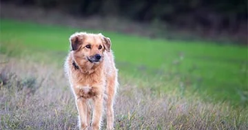 Belarus it vergisini artıracaq...