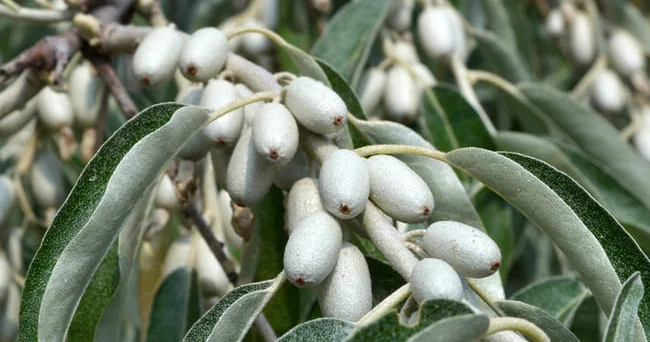 Həddindən çox istehlakı zərərlidir... Tərkibində Omeqa 7 daşıyan iydə insan sağlamlığına necə təsir edir? Video