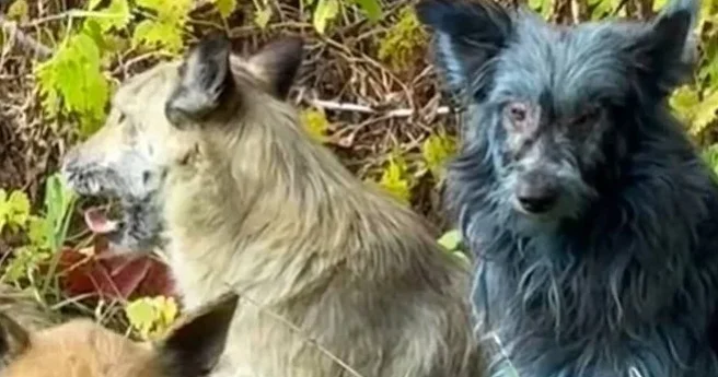 Çernobılda mavi itlər peyda oldu Foto