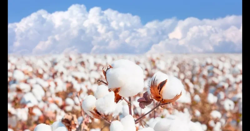 Доходы Азербайджана от экспорта хлопка сокращаются