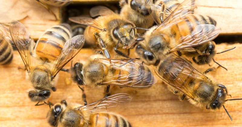 Alimlər arıların “saray çevrilişinin” sirrini açdılar