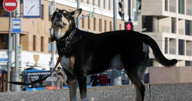 İtalyan alimləri: Köpəklər insan qorxusunu tərlə müəyyən edir...