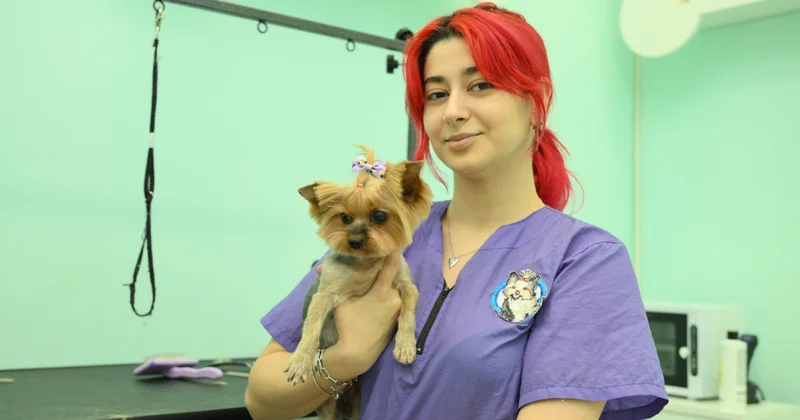 “Ödəniş itlər üçün 60, pişiklər üçün 70 manatdır...” Ev heyvanlarının gözəllik salonundan