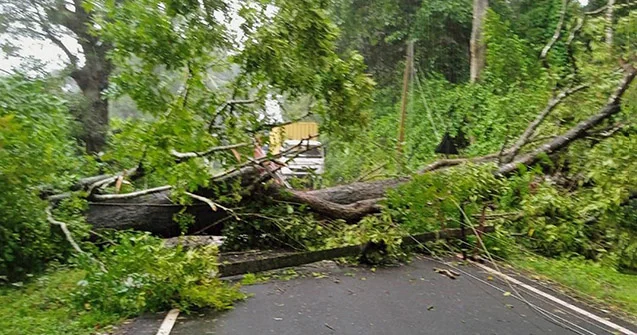 Gəncədə irigövdəli ağac yola aşıb