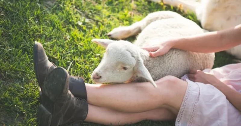 Quzusu xəstələndiyi üçün arvadını döyən şəxs cəzalandırıldı