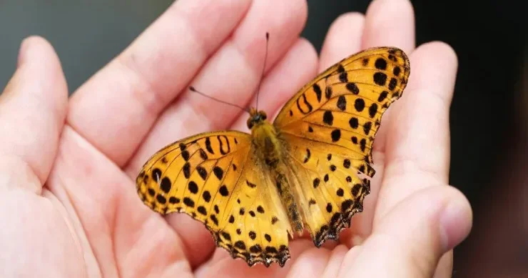 Şəxsiyyət TESTİ: Siz həqiqətən münaqişələrə meylli insansınız?