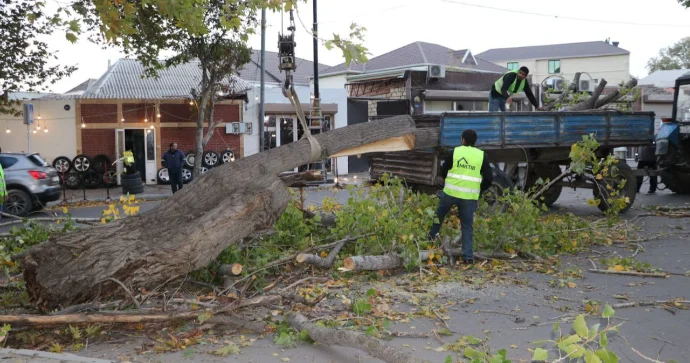 Gəncədə irigövdəli ağac yola aşıb, avtomobillərin hərəkətində çətinlik yaranıb FOTOLAR