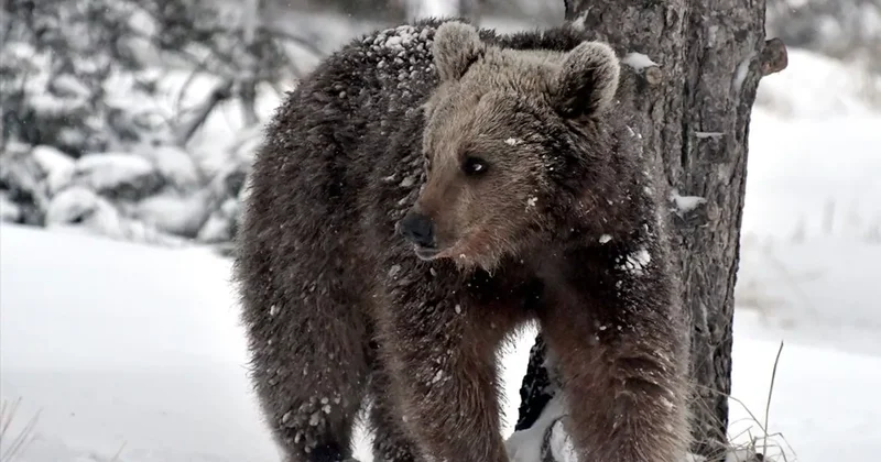 Yaponiyada ayı hücumlarına görə orduya çağırış edildi