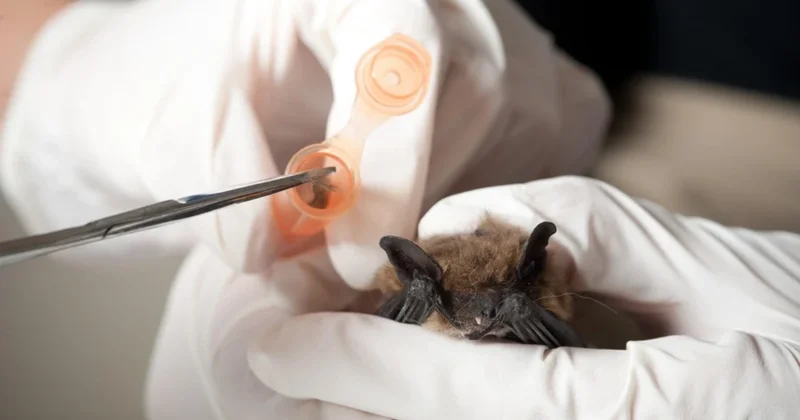 Braziliya yarasalarında yeni koronavirus aşkarlandı