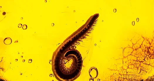 Alimlər kəhrəbada qədim bir ağcaqanad sürfəsi kəşf ediblər...