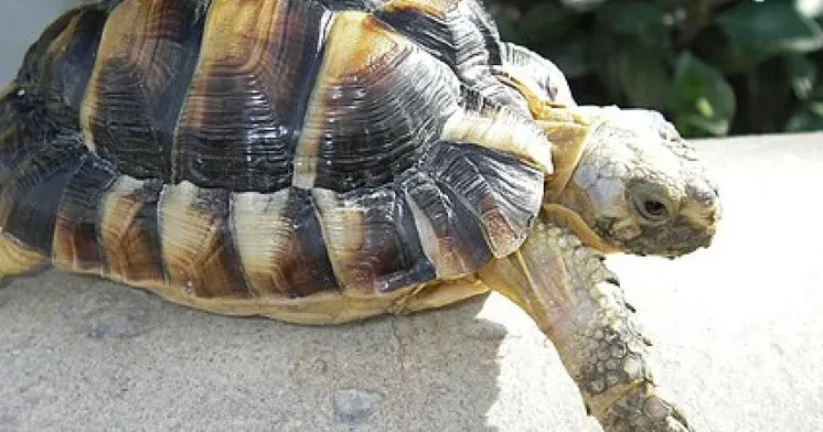 ABŞ zooparkından nadir tısbağalar oğurlanıb