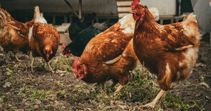 Toyuqlarınız yumurtlamırsa, bunu edin Sadə həll